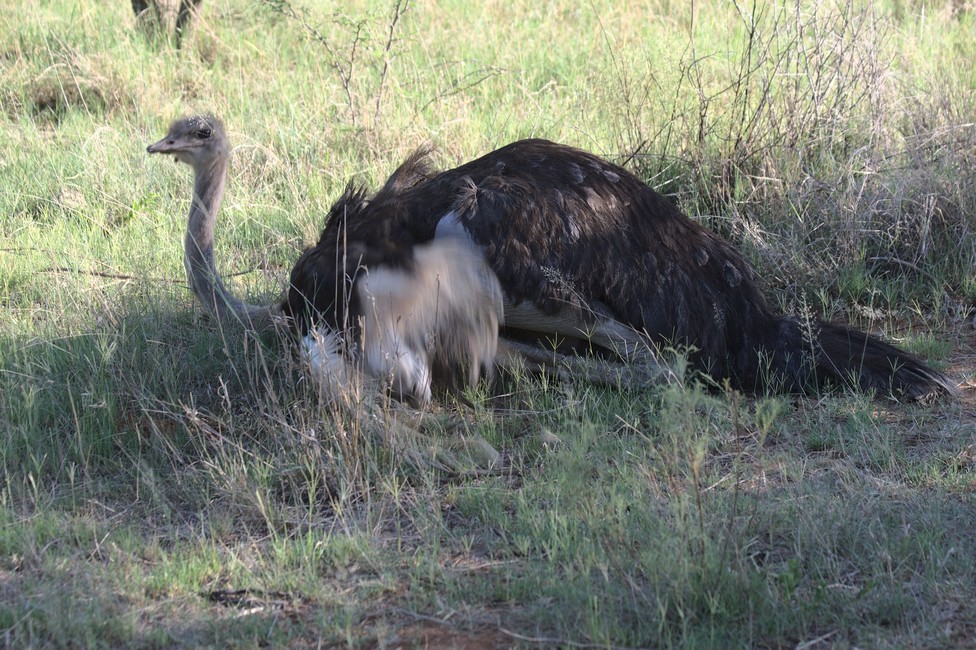 Grootfontein Ostrich TRavel to Botswana