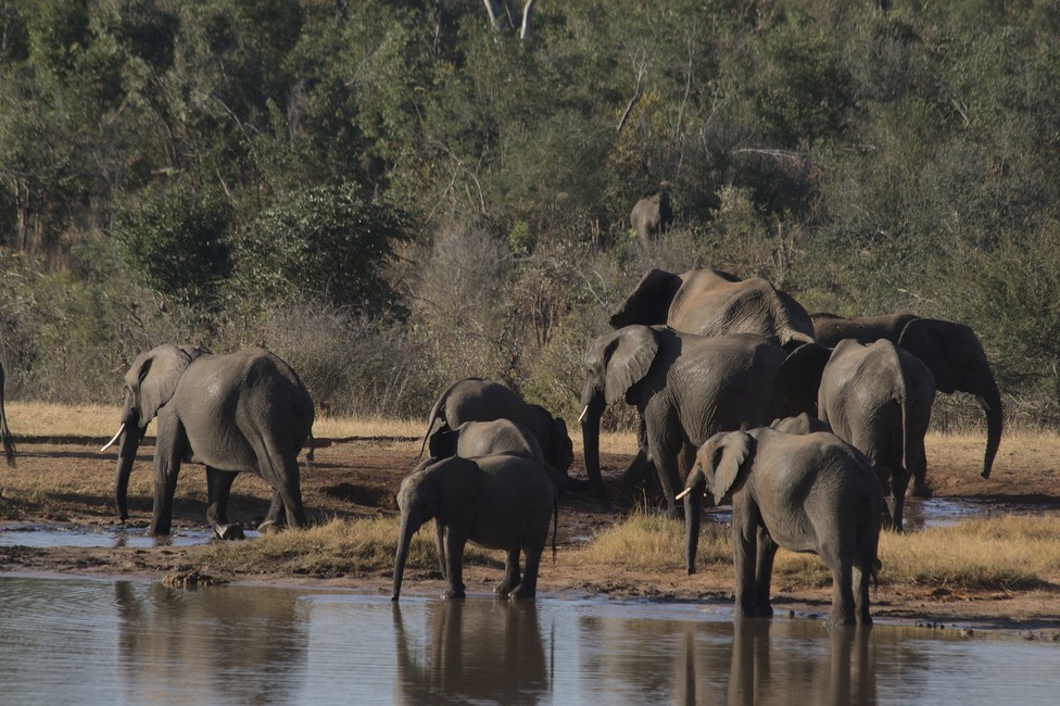 overland Zimbabwe - elephants