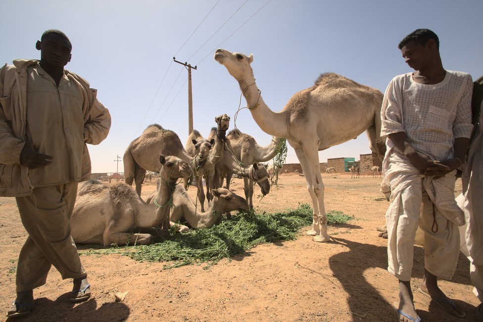 Camel Market Khartoum