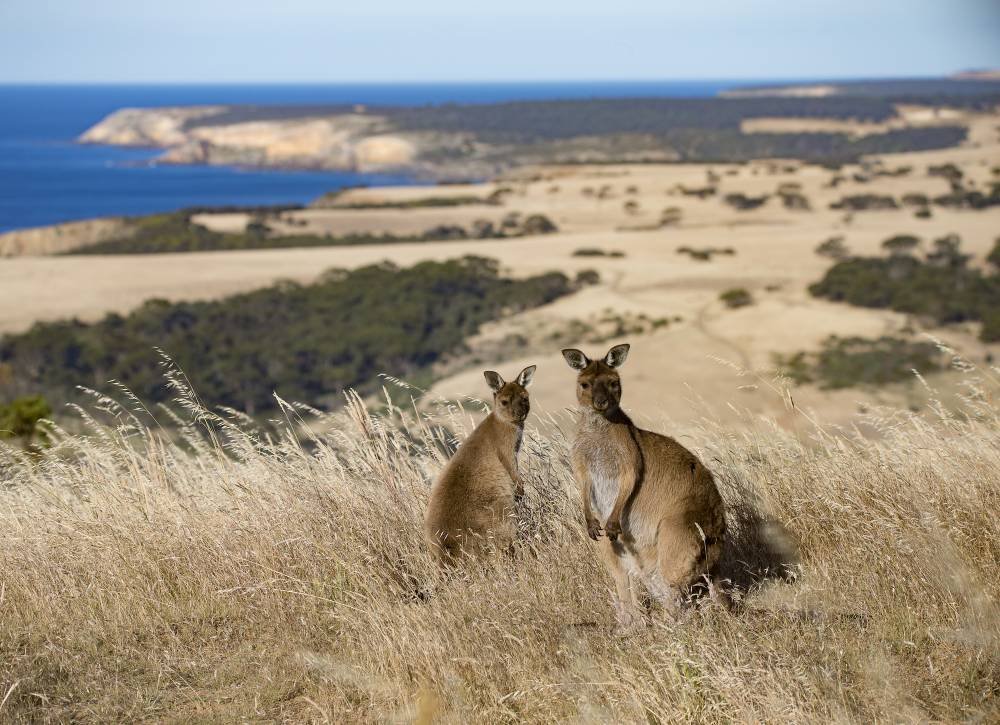 https://overlandtraveltips.com/wp-content/uploads/2026/08/1145_kangaroo_island_kangaroos_and_coastline.jpg