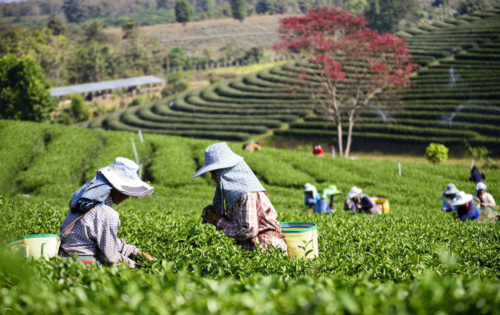 https://overlandtraveltips.com/wp-content/uploads/2026/08/1de6be3f-da62-4c0a-9c28-544e34d5c390_pahang-cameron-highlands-day-tour-tea-plantation-butterfly-farm-strawberry-farm-laka-iskandar-waterfall-malaysia.jpg