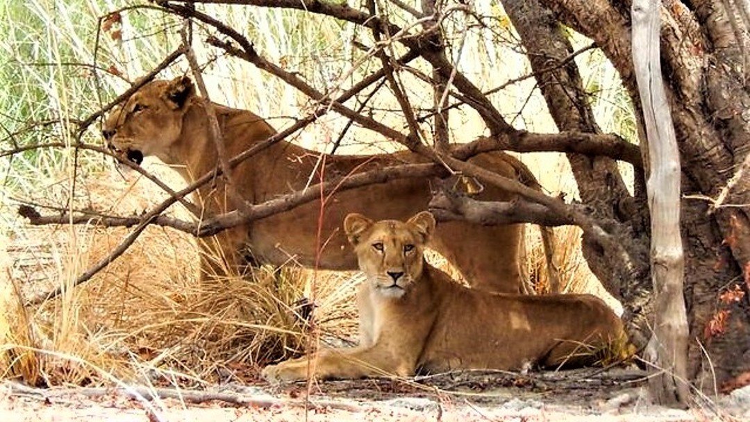https://overlandtraveltips.com/wp-content/uploads/2026/08/2018_LionnespisteKokombri_Responsive_1080x608.jpg