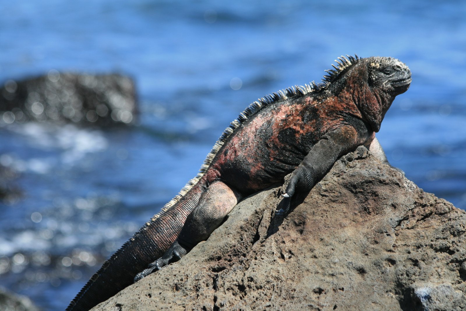https://overlandtraveltips.com/wp-content/uploads/2026/08/Amblyrhynchus_cristatus_28383813769629.jpg