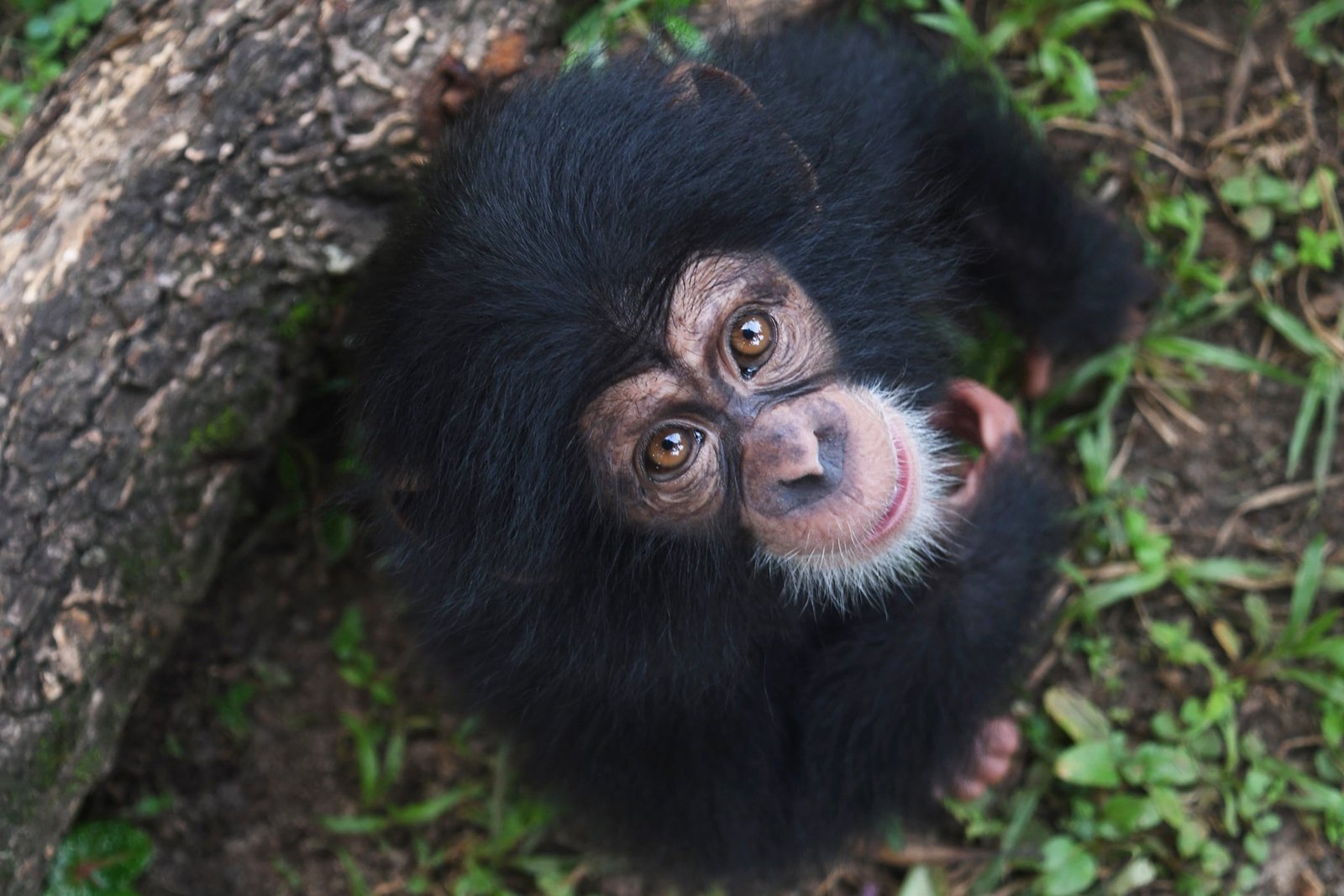 https://overlandtraveltips.com/wp-content/uploads/2026/08/Chimpanzee_by-Liberia-Chimpanzee-Rescue-and-protection2-LCRP-min.jpg