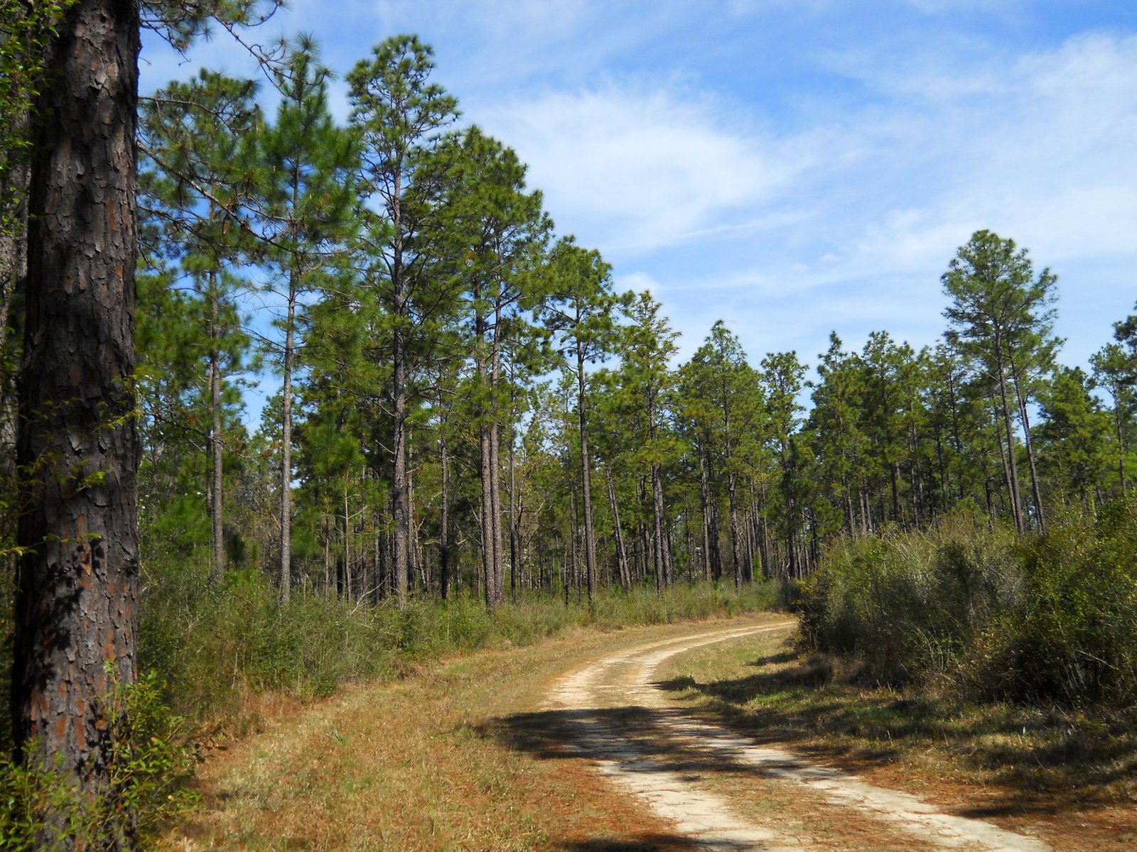 https://overlandtraveltips.com/wp-content/uploads/2026/08/DeSoto_National_Forest.jpg