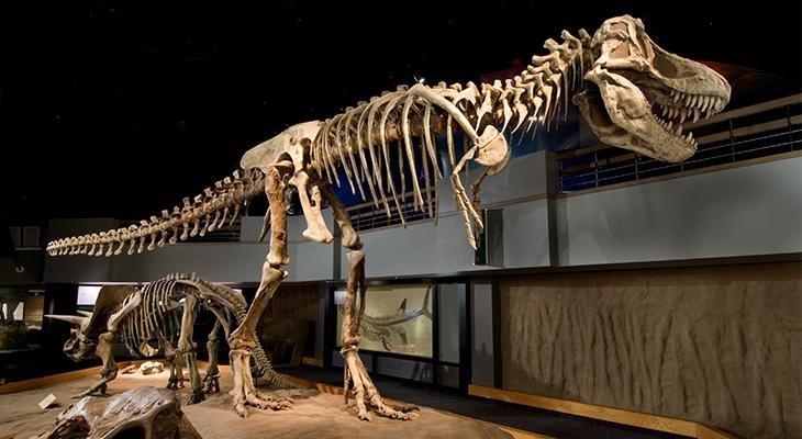 https://overlandtraveltips.com/wp-content/uploads/2026/08/DinosaurHall_FEATURE.jpg