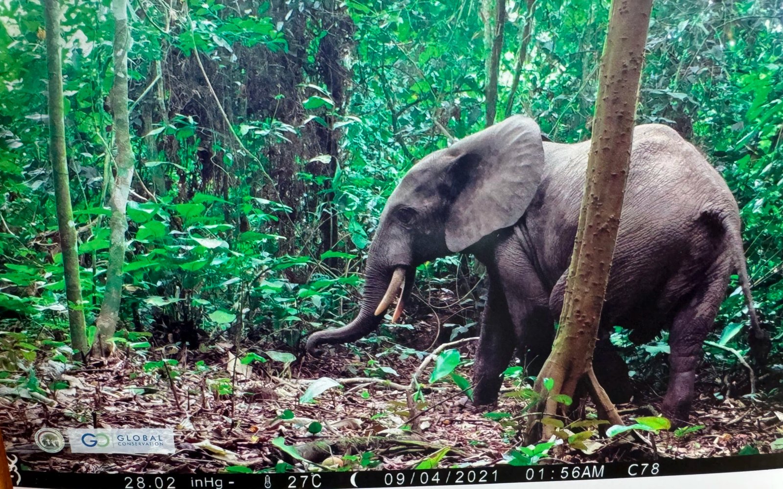 https://overlandtraveltips.com/wp-content/uploads/2026/08/GC_CameroonTrailcamElephant.jpg