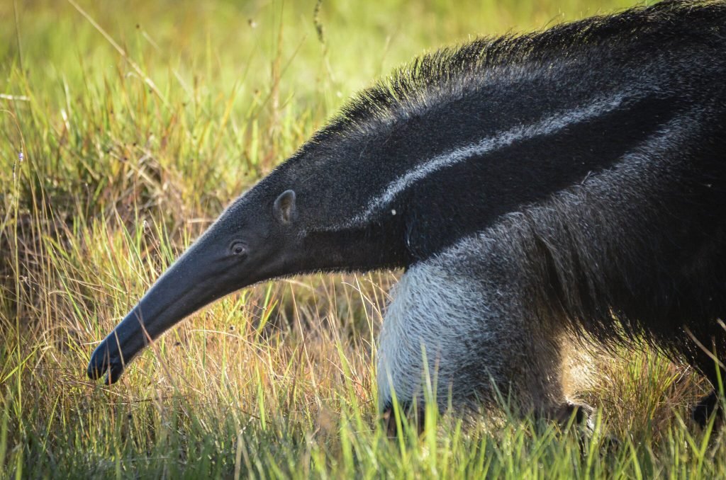 https://overlandtraveltips.com/wp-content/uploads/2026/08/GUY_AntEater_WILDERNESS_supplier-3-1024x678-c-center.jpg