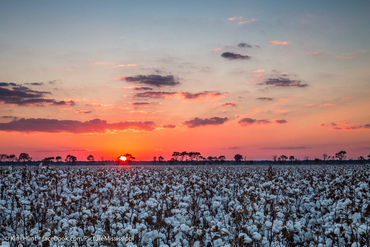 https://overlandtraveltips.com/wp-content/uploads/2026/08/Holly_Bluff_Cotton_Sunset_1024x1024402x.jpg