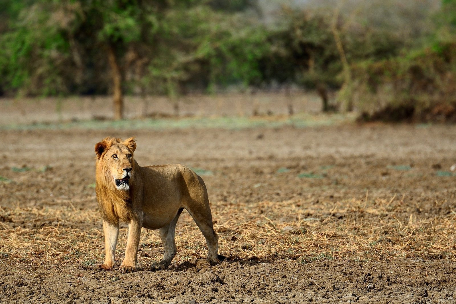 https://overlandtraveltips.com/wp-content/uploads/2026/08/Lion_in_Zakouma_Busanga_Safaris.jpg