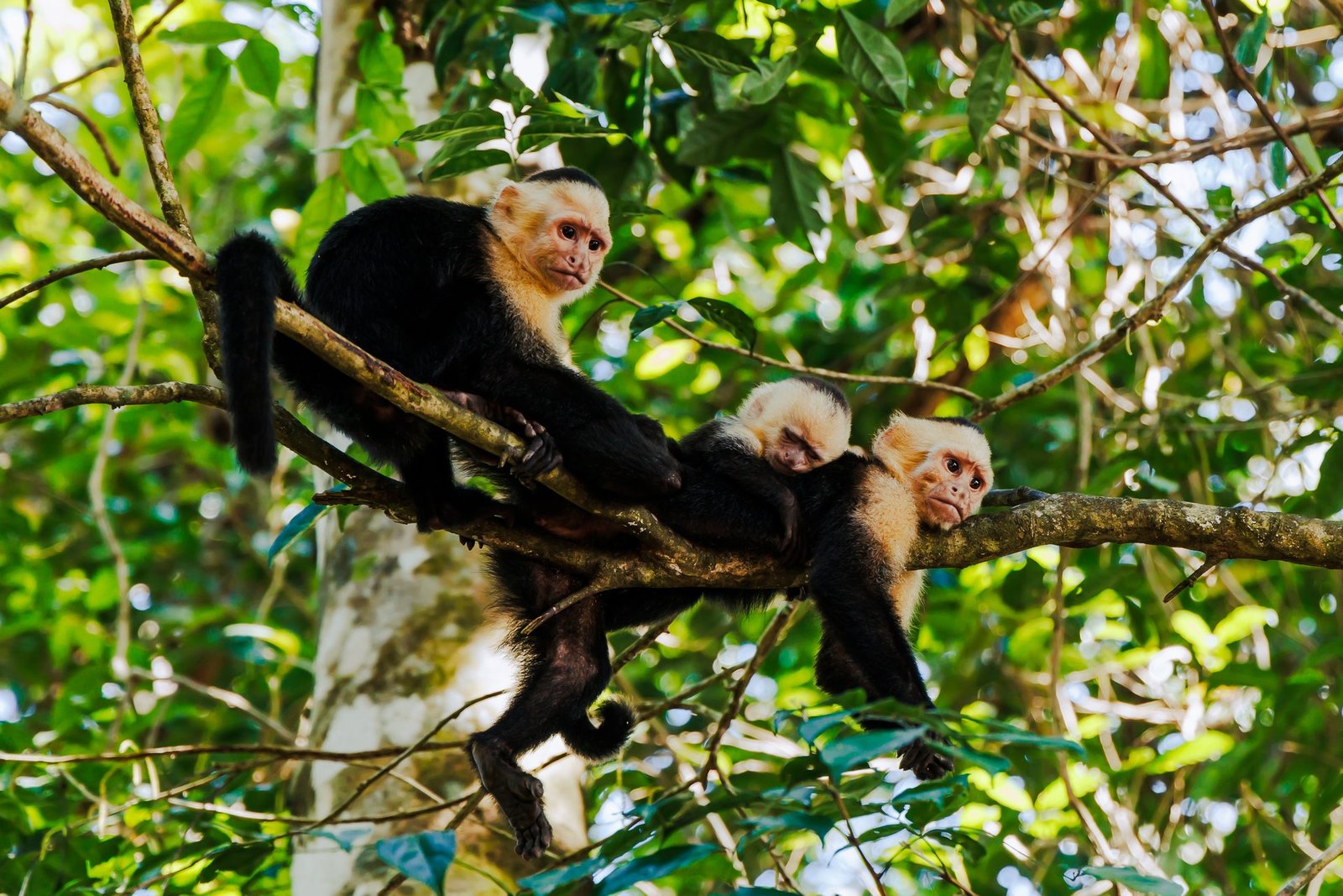 https://overlandtraveltips.com/wp-content/uploads/2026/08/ManuelAntonio-10.jpg