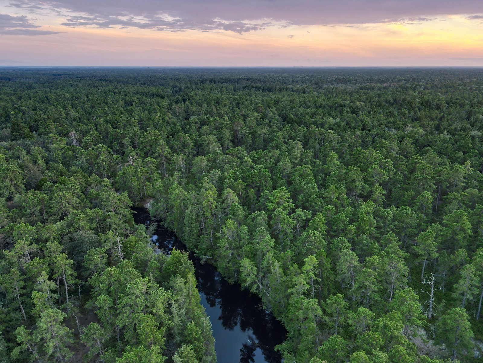 https://overlandtraveltips.com/wp-content/uploads/2026/08/NJ_pinelands.jpg