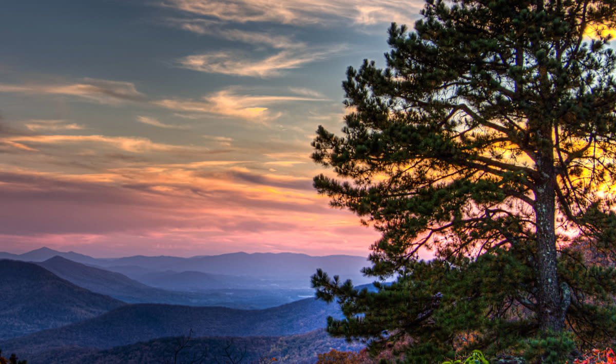 https://overlandtraveltips.com/wp-content/uploads/2026/08/Pine_Tree_Blue_Ridge_Mountains_a28ebf54-a847-4d5c-a307-93963ebf4949.jpg