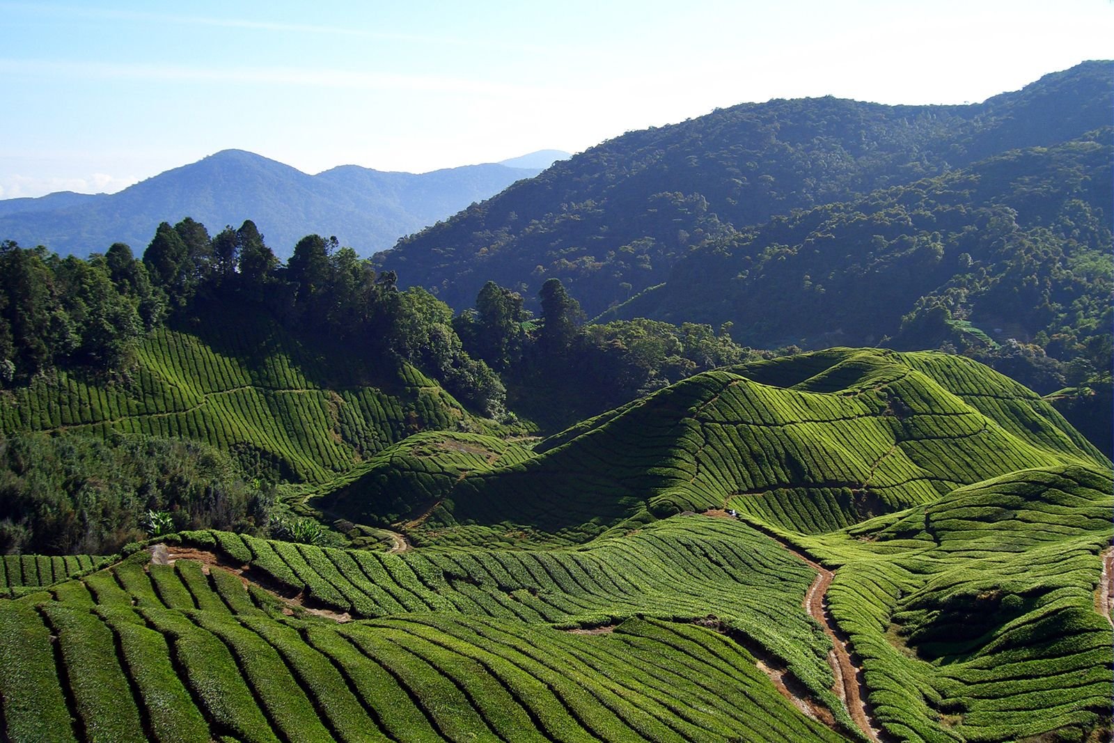 https://overlandtraveltips.com/wp-content/uploads/2026/08/Tea-estate-Cameron-Highlands-Malaysia.jpg