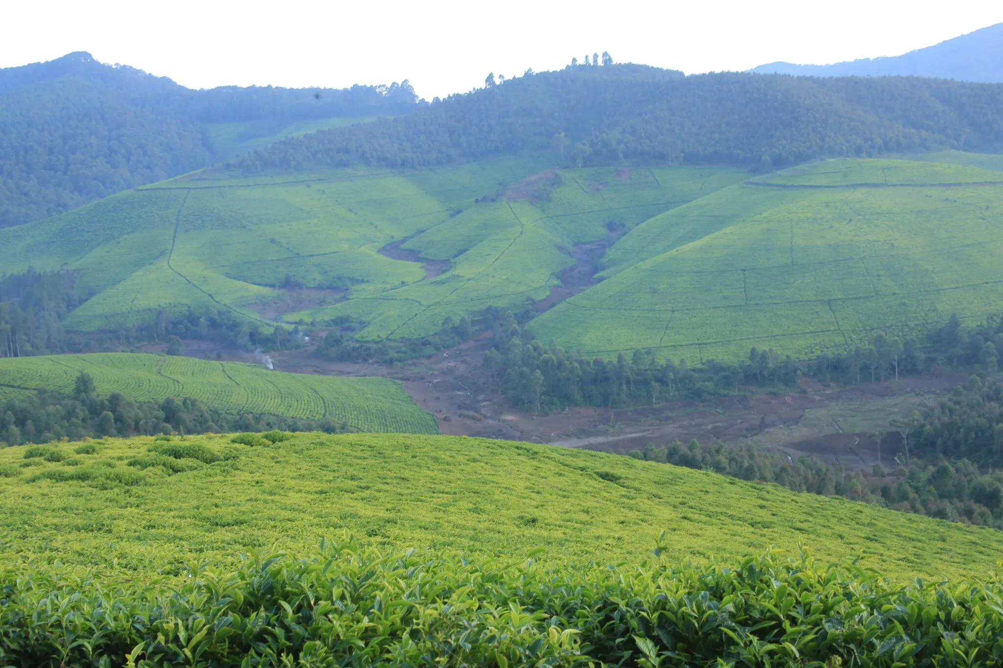 https://overlandtraveltips.com/wp-content/uploads/2026/08/Tea4.jpg.webp