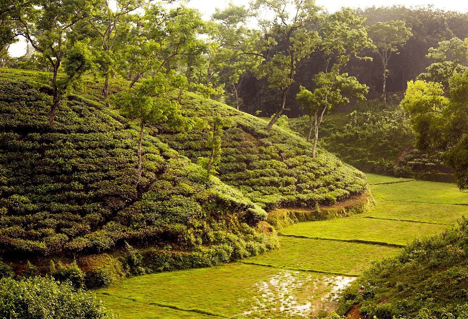 https://overlandtraveltips.com/wp-content/uploads/2026/08/Tea_Garden_near_Srimangal__Sylhet__Bangladesh.jpg