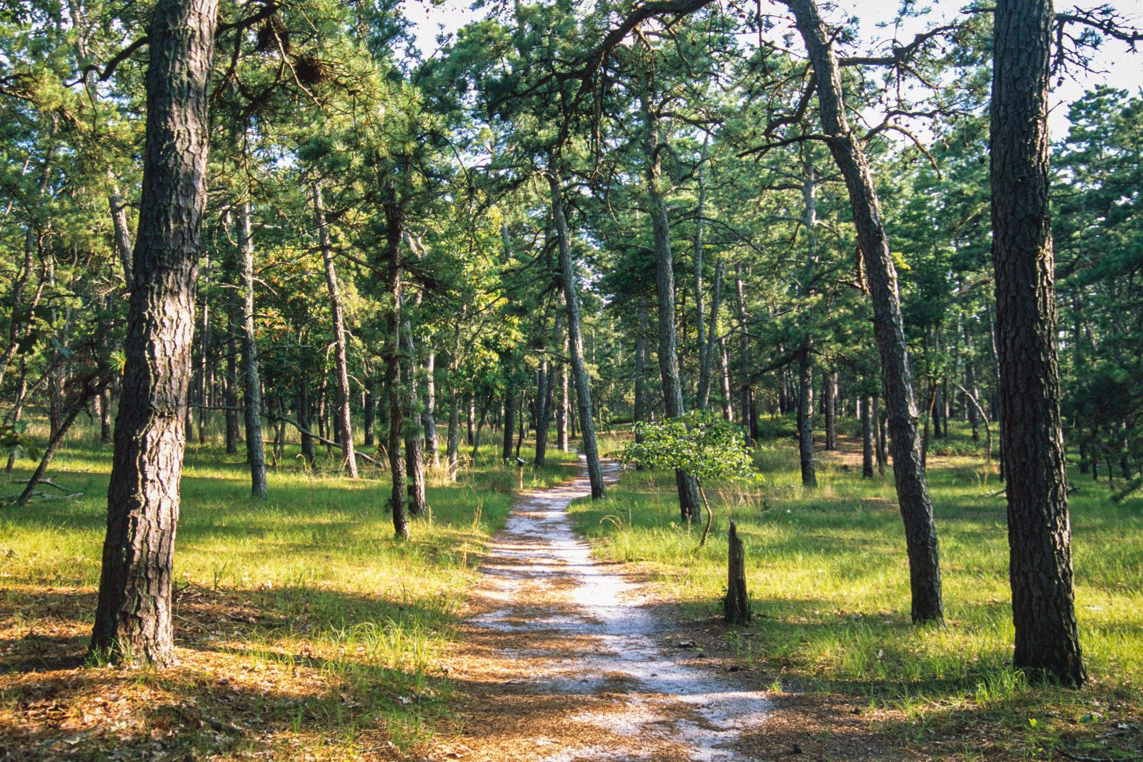 https://overlandtraveltips.com/wp-content/uploads/2026/08/Trail_in_Wharton_State_Forest.jpg