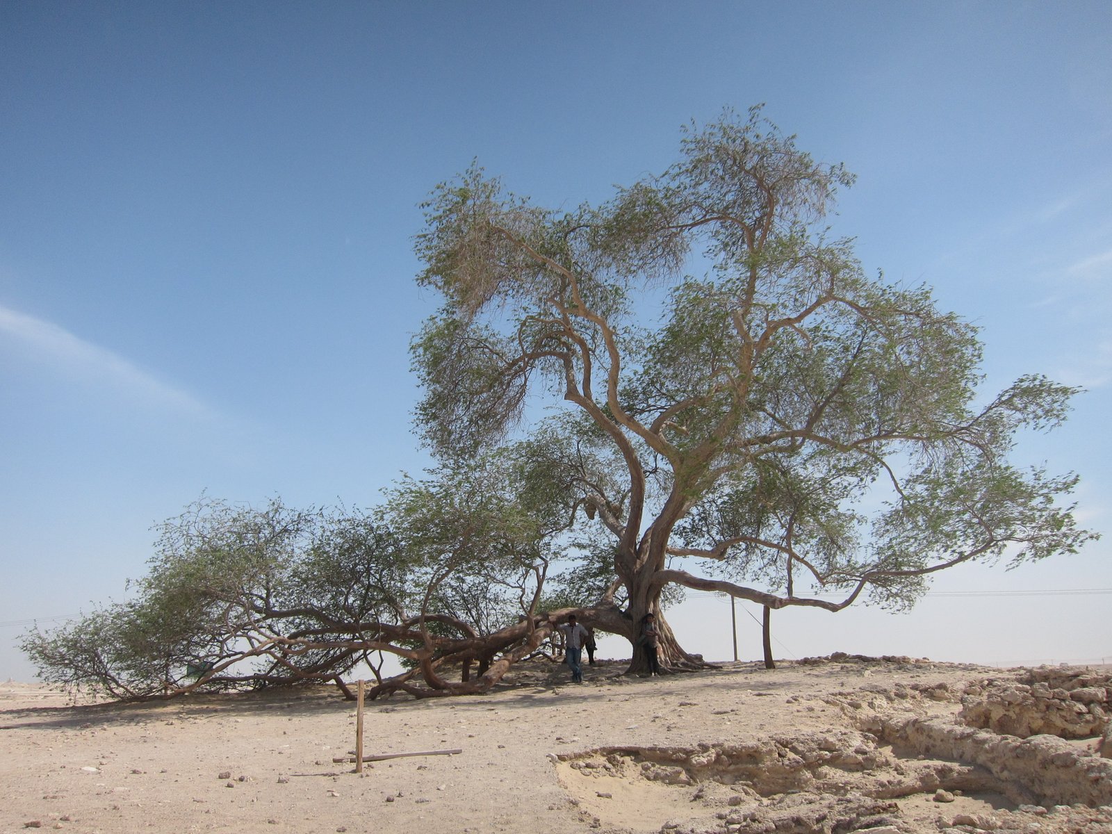 https://overlandtraveltips.com/wp-content/uploads/2026/08/Tree_of_Life2C_Bahrain_-_E0B49CE0B580E0B4B5E0B4A8E0B58DE0B4B1E0B586_E0B4AEE0B4B0E0B4822C_E0B4ACE0B4B9E0B58DE0B4B1E0B588E0B5BB_01.JPG