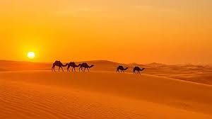 https://png.pngtree.com/thumb_back/fh260/background/20250709/pngtree-sunset-camel-caravan-in-the-sahara-desert-silhouette-image_17487082.webp