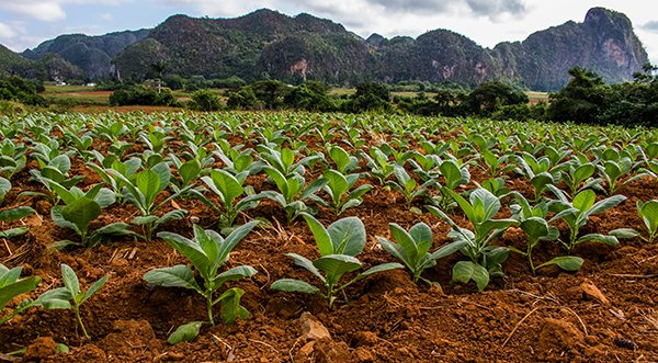 https://overlandtraveltips.com/wp-content/uploads/2026/08/Vinales_tobacco_farm.jpg
