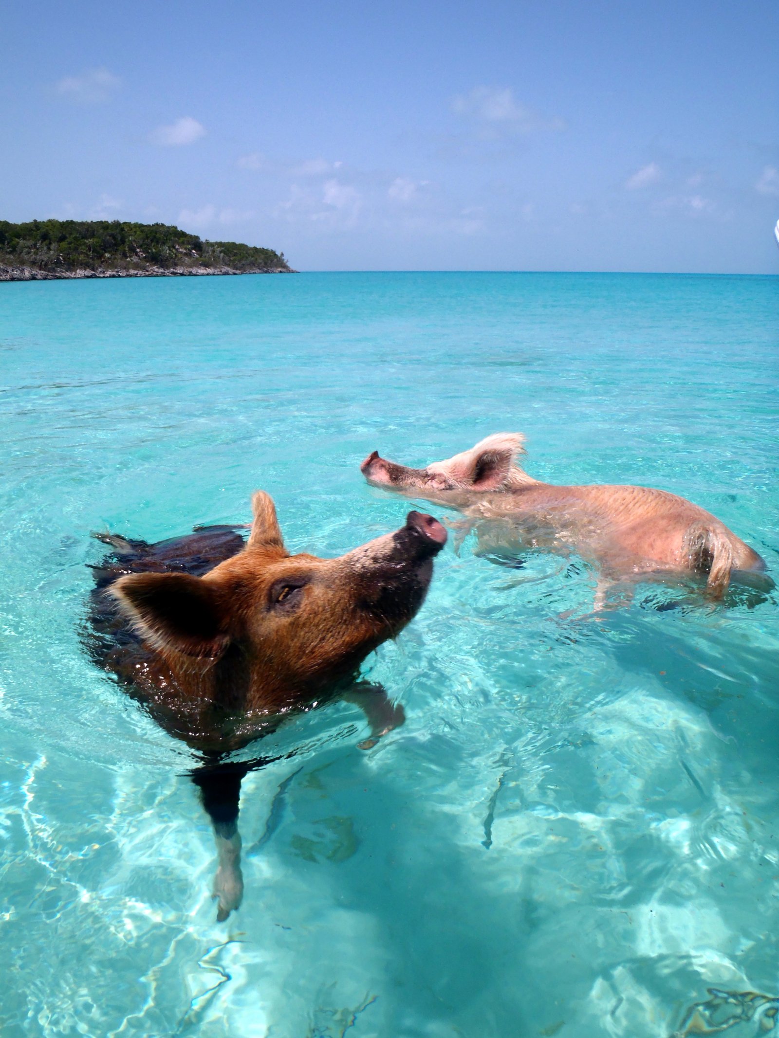 https://overlandtraveltips.com/wp-content/uploads/2026/08/Vorobek_Bahamas_-_swimming_pigs.jpg