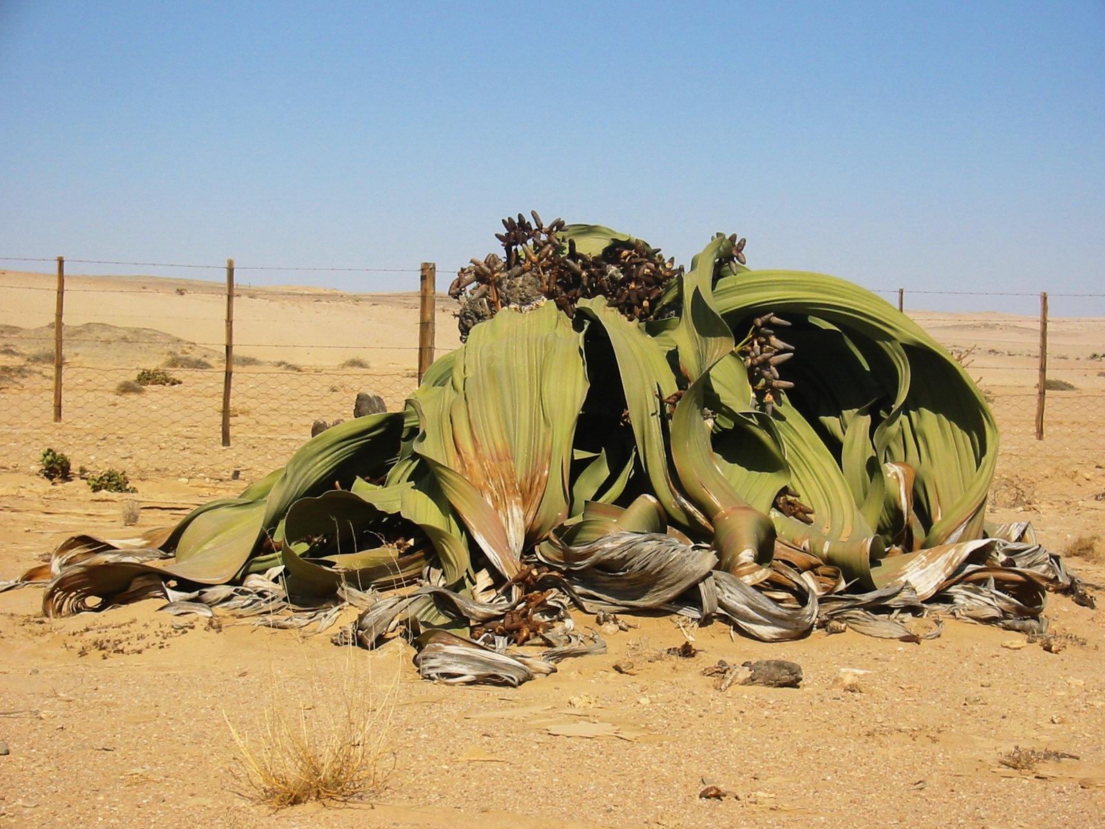 https://overlandtraveltips.com/wp-content/uploads/2026/08/Welwitschia_mirabilis28229.jpg