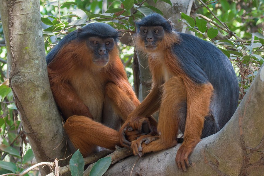https://overlandtraveltips.com/wp-content/uploads/2026/08/africa_gambia_western_red_colobus_monkey_pair_gallery.jpg