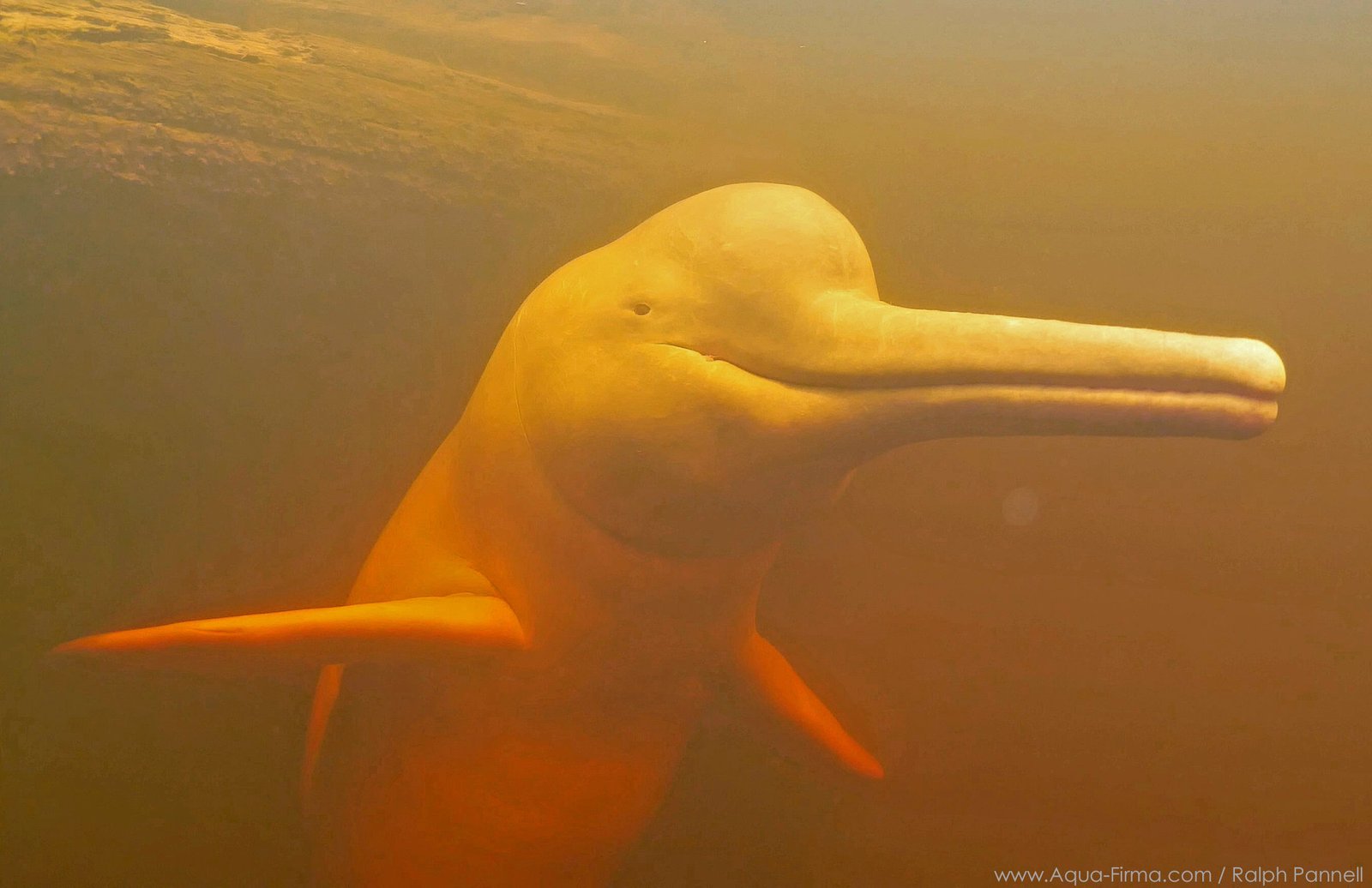 https://overlandtraveltips.com/wp-content/uploads/2026/08/amazon-pink-river-dolphin-underwater-photography-aqua-firma-ralph-pannell-ecuador-peru-marine-wildlife-adventure-travel-napo-yasuni-tiputini-cuyabeno-25-2200.jpg