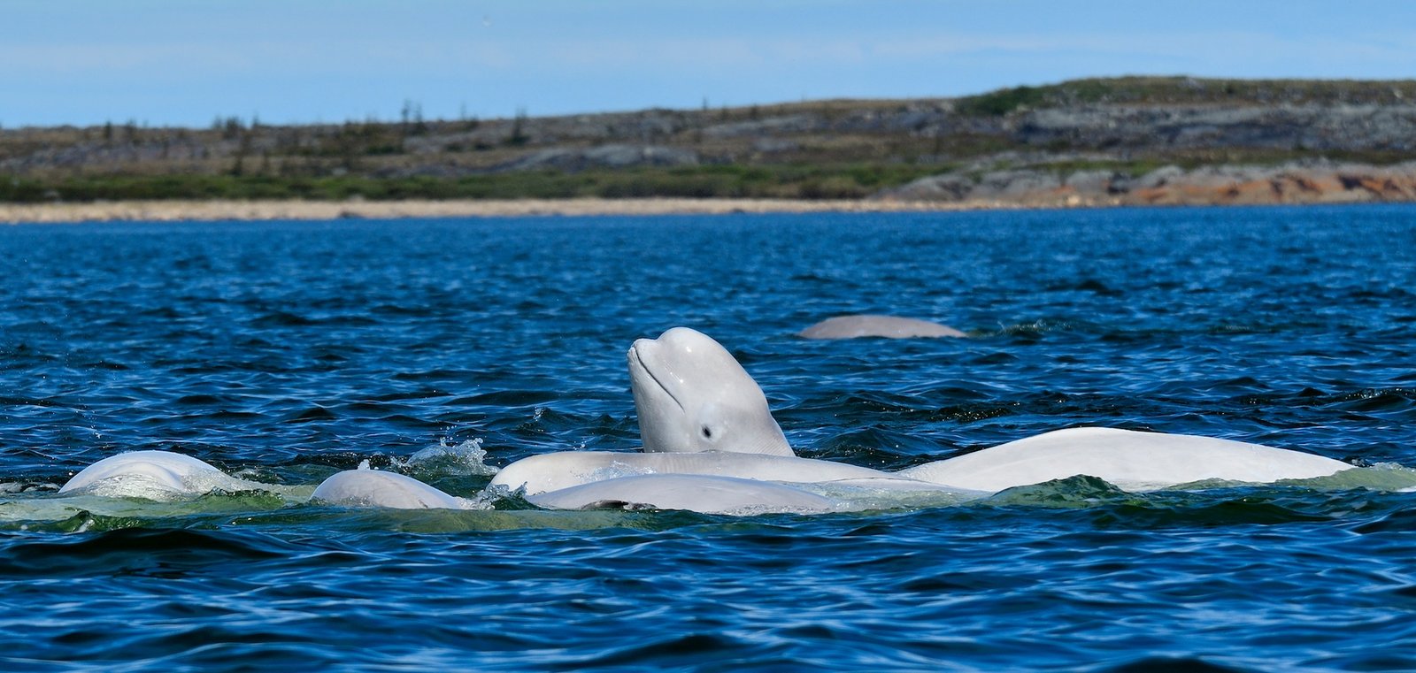 https://overlandtraveltips.com/wp-content/uploads/2026/08/beluga-whale-in-churchill-manitoba-canada_adobe-stock.jpeg