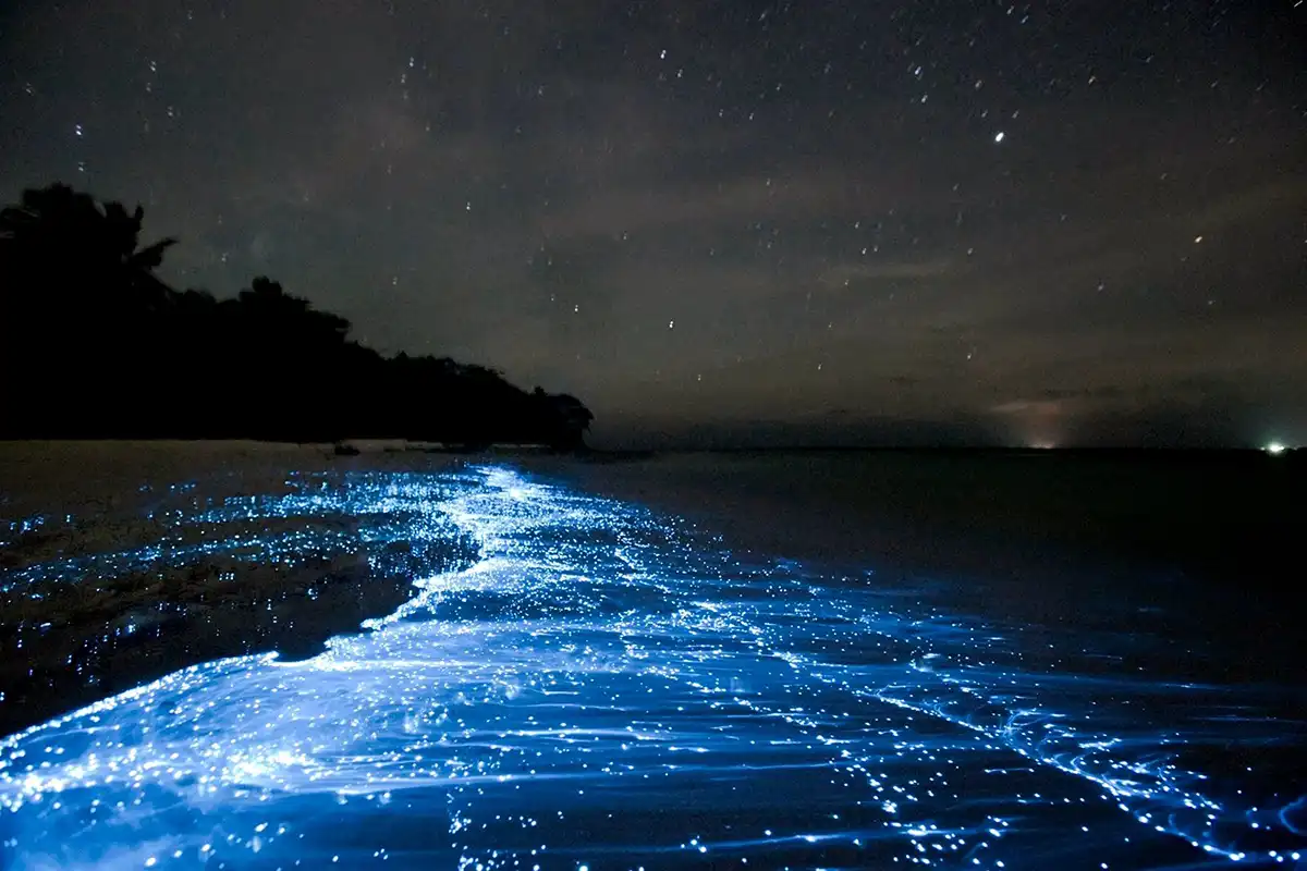 https://overlandtraveltips.com/wp-content/uploads/2026/08/bioluminescent-plankton.webp