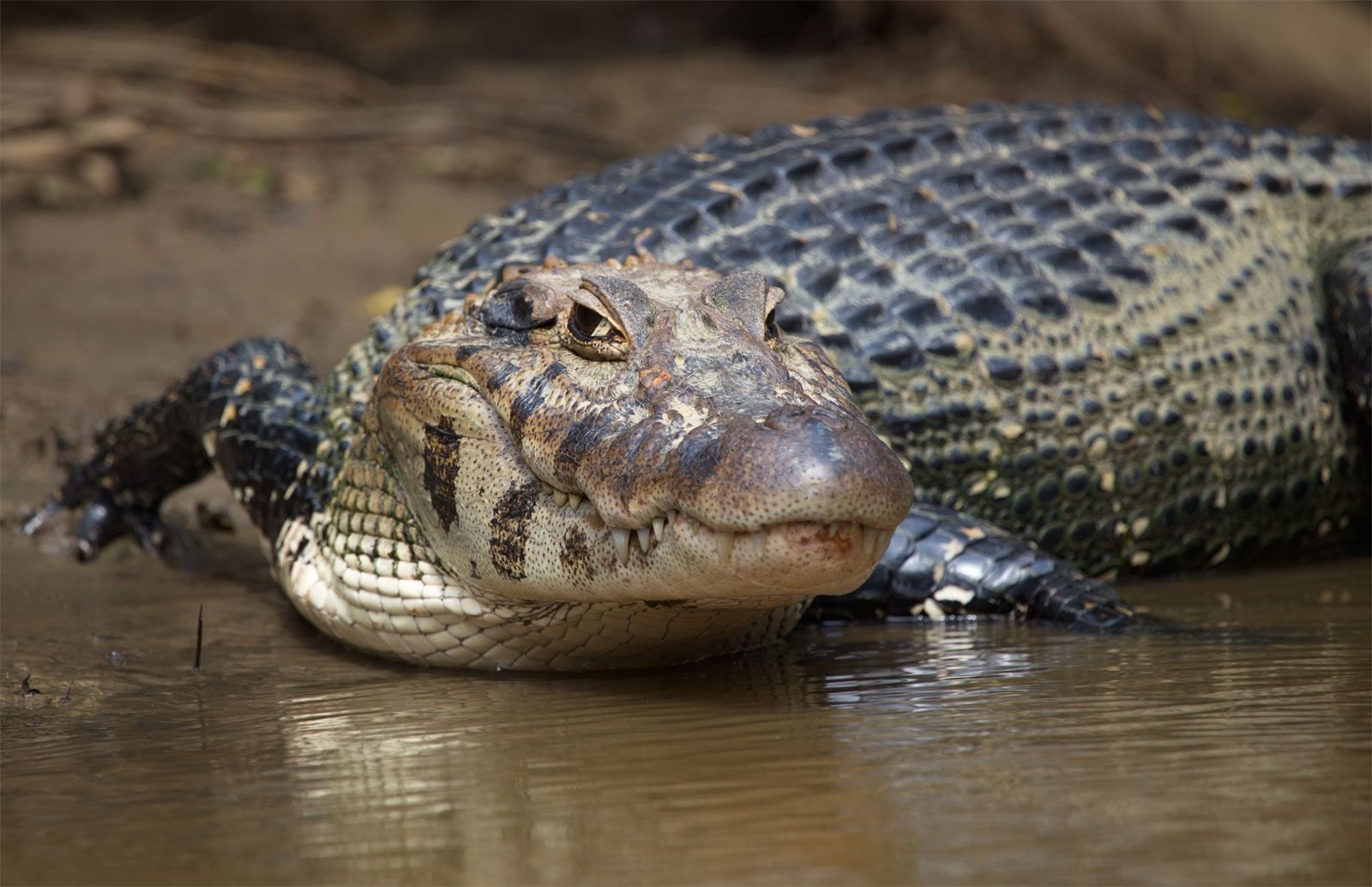https://overlandtraveltips.com/wp-content/uploads/2026/08/black-caiman-melanosuchus-niger-on-river-bank-pampas-del-yacuma-bolivia.jpg