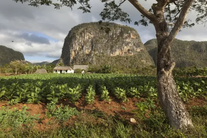 https://overlandtraveltips.com/wp-content/uploads/2026/08/cuba-vinales-field-tobacco-grows-farm-beneath-12618611.jpg.webp