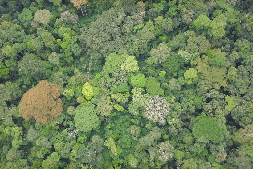 https://overlandtraveltips.com/wp-content/uploads/2026/08/des-forets-d-afrique-centrale-particulierement-vulnerables-aux-changements-globaux.jpg