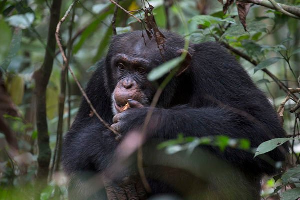 https://overlandtraveltips.com/wp-content/uploads/2026/08/djiroutou-tai-national-park01.jpg