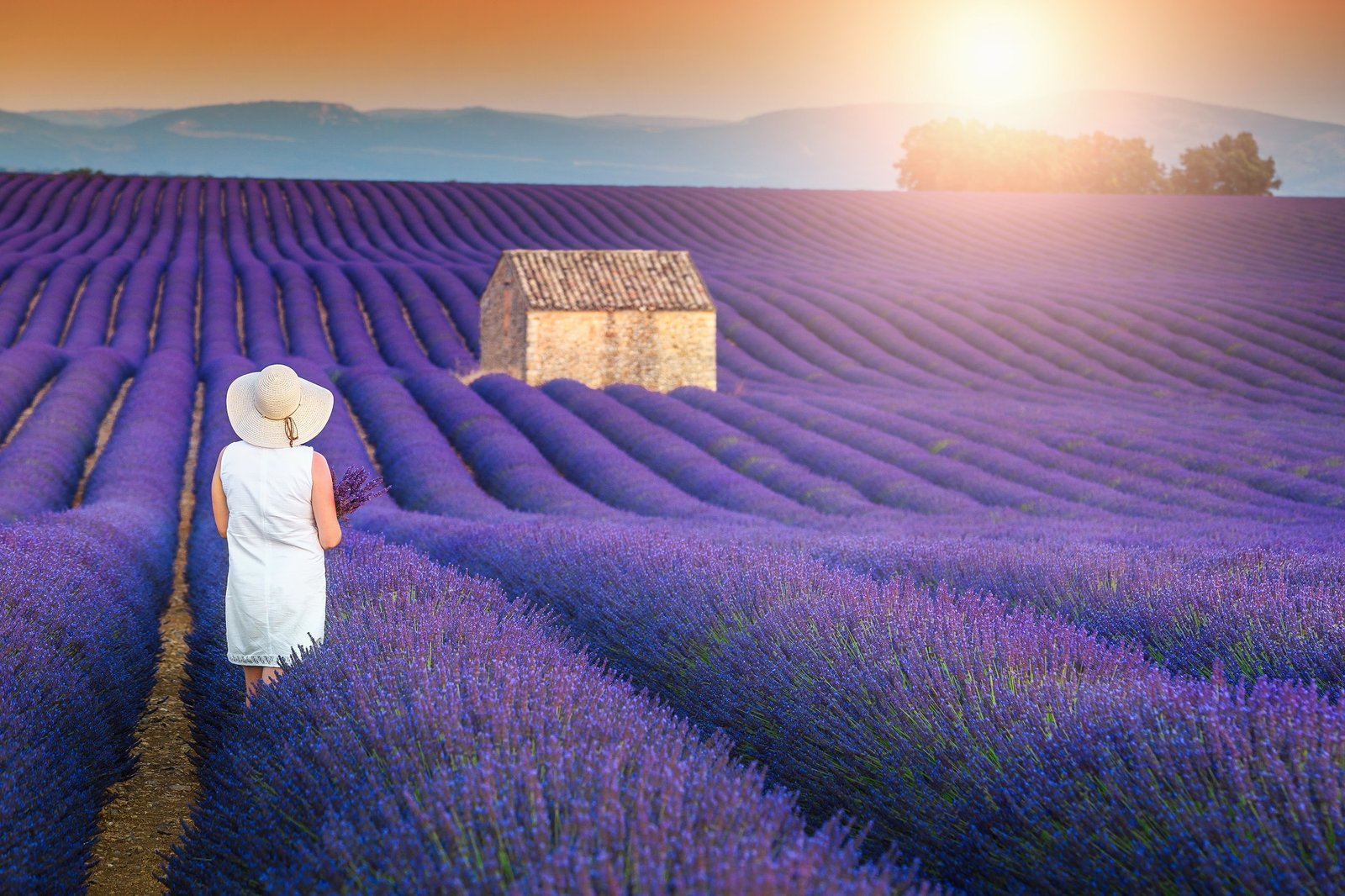 https://overlandtraveltips.com/wp-content/uploads/2026/08/excursion-champs-de-lavande-a-valensole-191568.jpg