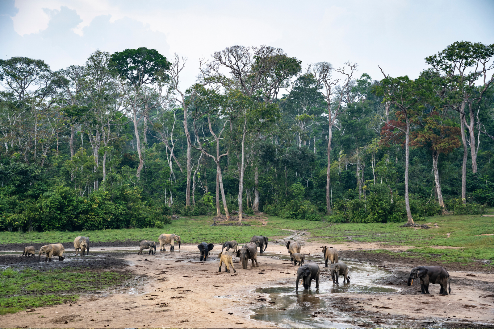 https://overlandtraveltips.com/wp-content/uploads/2026/08/forest-elephants-at-dzanga-bai-dzanga-sangha-protected-areas-central-african-republ.png