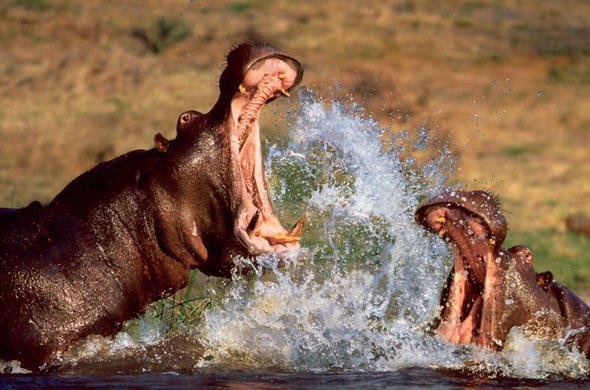 https://overlandtraveltips.com/wp-content/uploads/2026/08/hippo-challenge-at-camp-xugana-dds-590x390.jpg