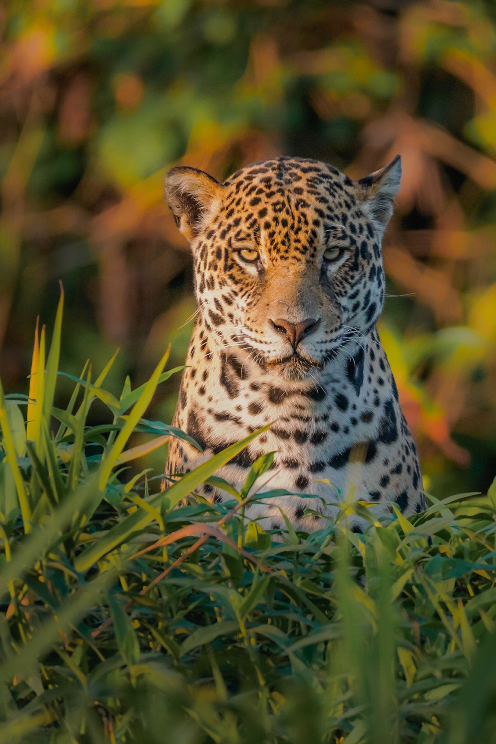 https://overlandtraveltips.com/wp-content/uploads/2026/08/inpics_brazil_OM10511-Enhanced-SR-copy_ukHR.jpg