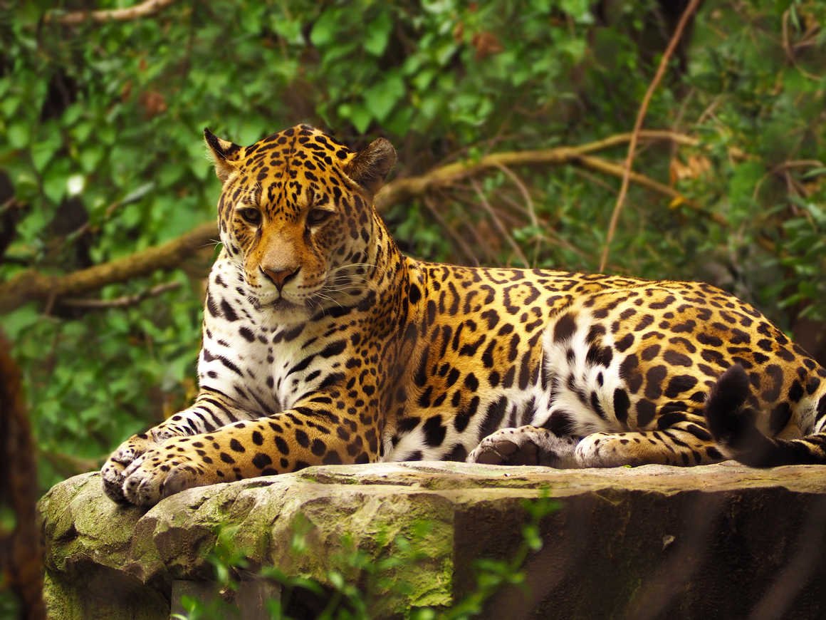 https://overlandtraveltips.com/wp-content/uploads/2026/08/jaguar-in-the-amazon-rainforest-in-guyana-istock-4129.jpg