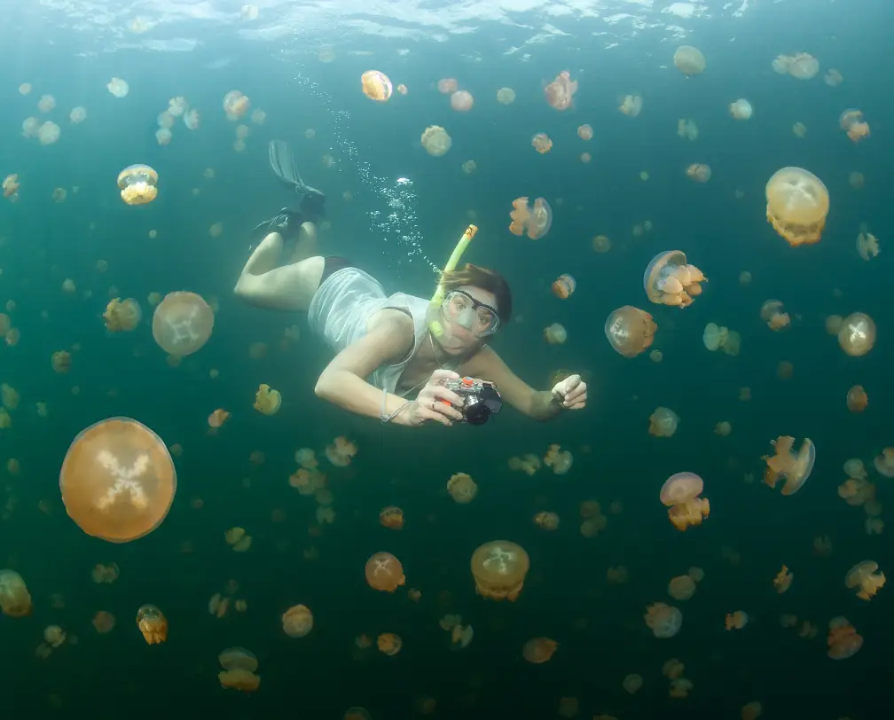 https://overlandtraveltips.com/wp-content/uploads/2026/08/jelly-blog.webp
