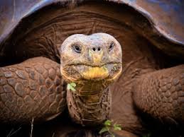 https://discovery.sndimg.com/content/dam/images/discovery/fullset/2022/9/Galapagos%20Giant%20Tortoise%20GettyImages-150816040.jpg.rend.hgtvcom.1280.960.suffix/1663721886738.jpeg