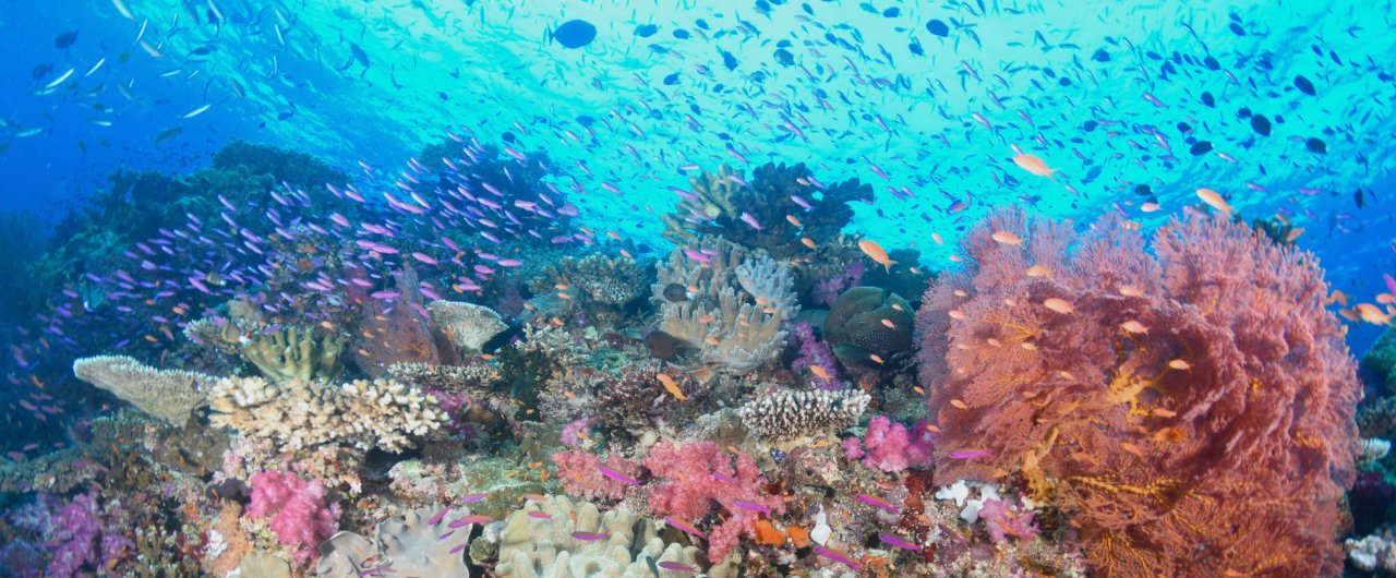https://overlandtraveltips.com/wp-content/uploads/2026/08/landscape_diving-clear-visibility_1280x530px.jpeg