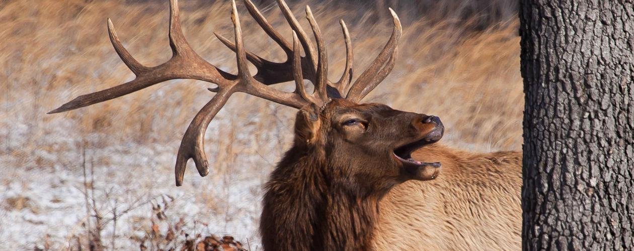https://overlandtraveltips.com/wp-content/uploads/2026/08/lbl-elk-bison.jpg