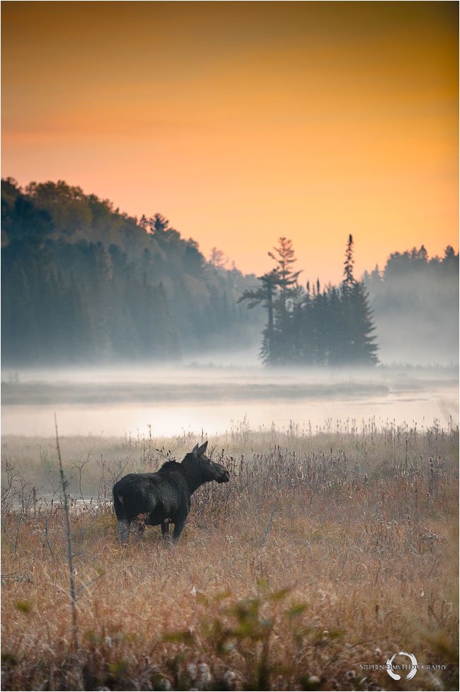 https://overlandtraveltips.com/wp-content/uploads/2026/08/mooseinmorning.jpg