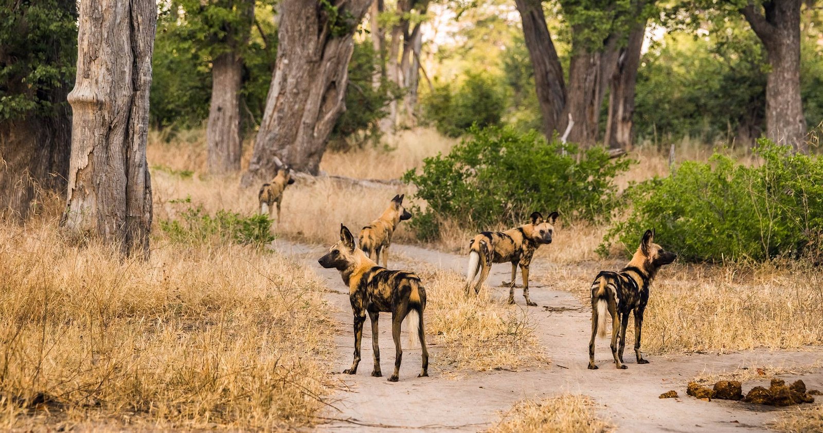 https://overlandtraveltips.com/wp-content/uploads/2026/08/moremi-safari.jpg