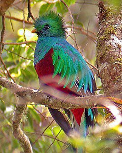 https://overlandtraveltips.com/wp-content/uploads/2026/08/quetzal.jpg