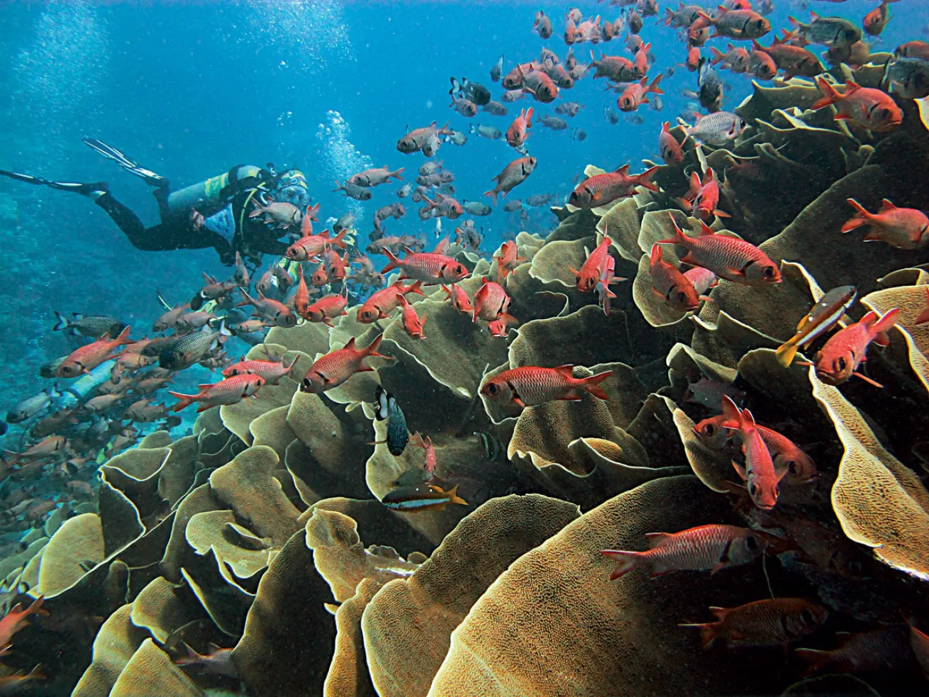 https://overlandtraveltips.com/wp-content/uploads/2026/08/readers-choice-2018-palau-reef-fish-diver-shutterstock.jpg.webp