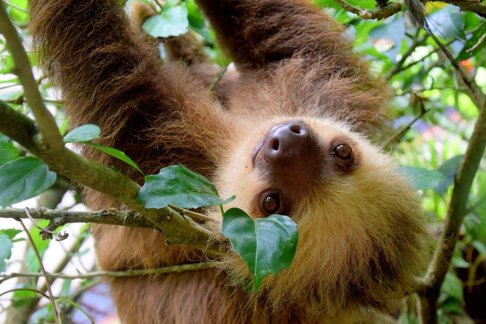 https://overlandtraveltips.com/wp-content/uploads/2026/08/sloth-costa-rica.jpg