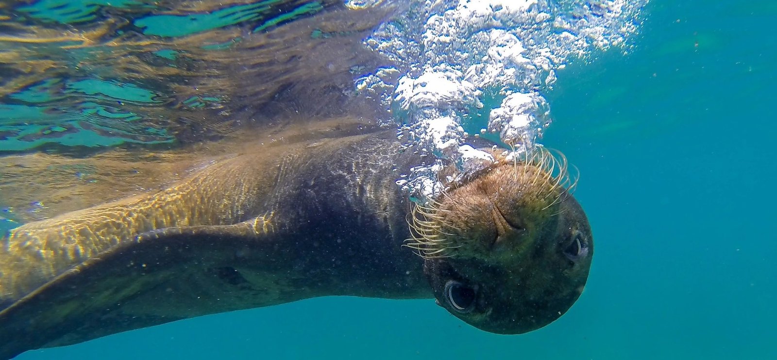 https://overlandtraveltips.com/wp-content/uploads/2026/08/snorkeling-in-the-galapagos-devils-crown-floreana-sealion-hero-1920x890.jpg