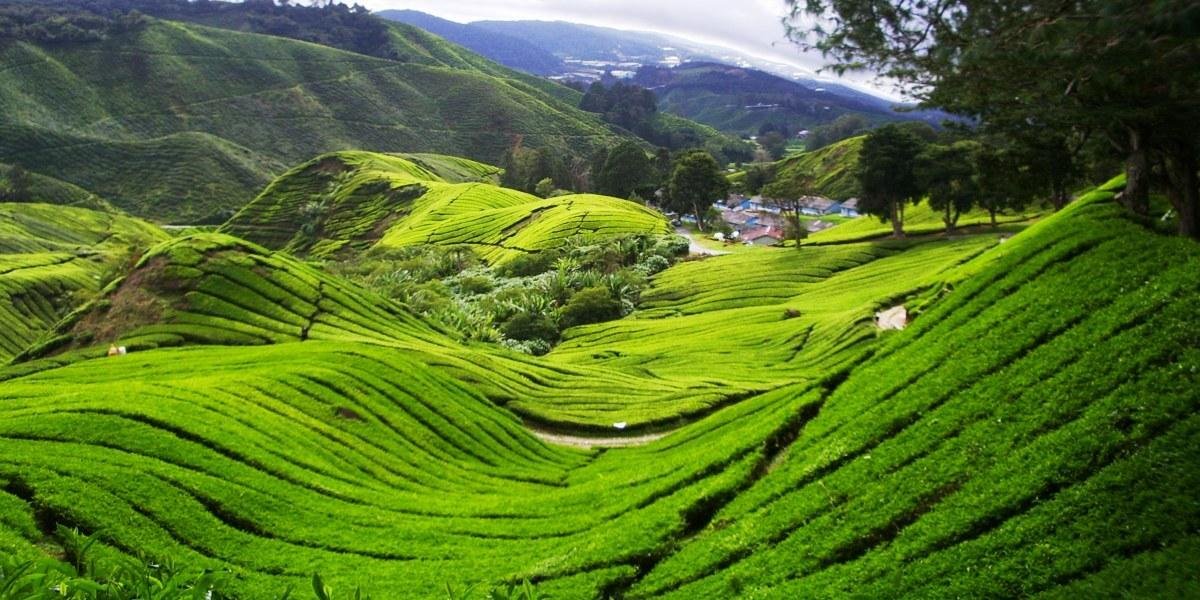 https://overlandtraveltips.com/wp-content/uploads/2026/08/tea-plantation-vista.jpg
